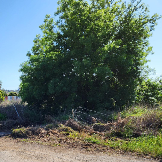 Overgrown Vegetation